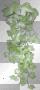 ivy