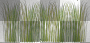 lato summer transparent  flower 