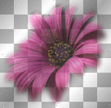 LATO SUMMER  TRANSPARENT FLOWER 