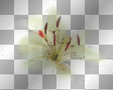 LATO SUMMER TRANSPARENT FLOWER 