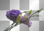LATO SUMMER TRANSPARENT FLOWER 