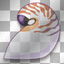 shell