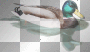 LATO SUMMER TRANSPARENT ANIMAL LATO SUMMER TRANSPARENT ANIMAL