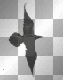 crow crow