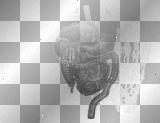 guts