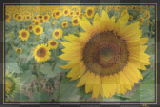 girasoles...Jrc