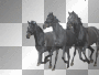 horses