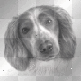 Dog stamp