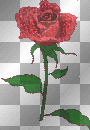 Red Rose