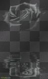 The Black Roses Reflection