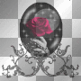 black rose
