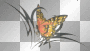 mariposa mariposa