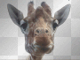 girafe josy