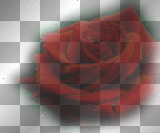 ☺red rose:)
