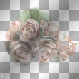 Roses Pink
