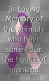 Animal Rights