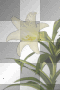 transparent flower transparent flower