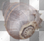 ©Shell®