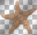 ©Starfish®
