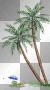 palm trees