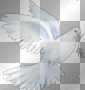 colombe  -c