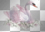 cygne -c