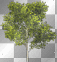 LATO SUMMER  TRANSPARENT TREE 