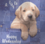 Wednesday Dog