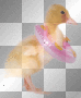 ©Cute Little Duckie(left)®