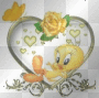 piolin AxDxN