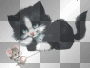Animated Kitten and Mouse