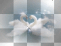 cygnes