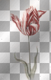 transparent tulip