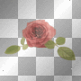 Corner Rose @FI