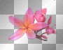 ☺flower:)