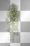 LATO  SUMMER TRANSPARENT 
