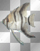 Poisson