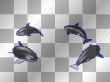 orcas animated