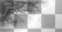 transparent tree scene
