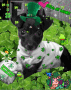 we love every dog in the world