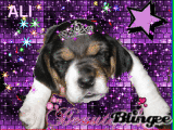 Ali McBeagle