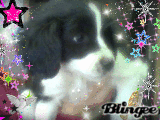 mi perro