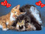 cani e gatti 4 ever