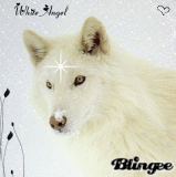 White Angel