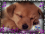 mon bébé chiot qui chante en dormant