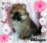 The Bomb Poms Elsii