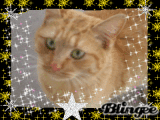 My kitten mango