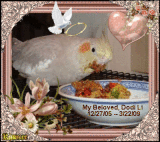MY BELOVED DODI DIED TODAY