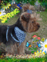 Benji Frühling