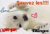 Bébés phoques